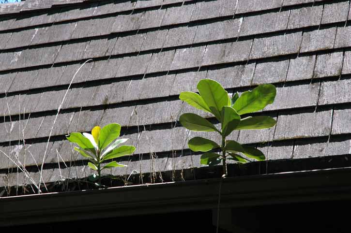 Farming Hilo Style